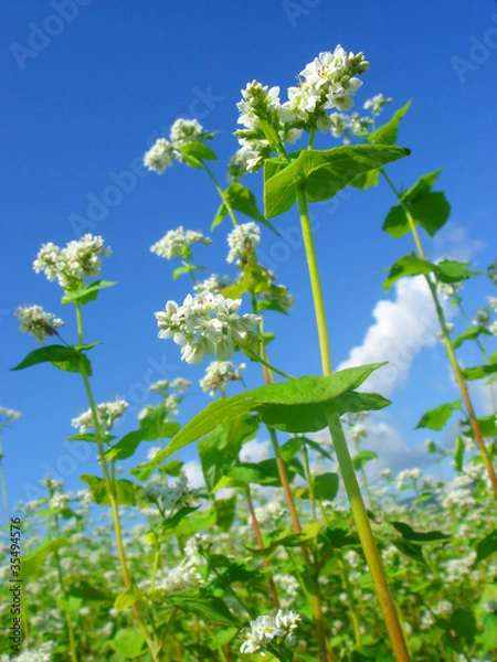 Fototapeta 蕎麦の花