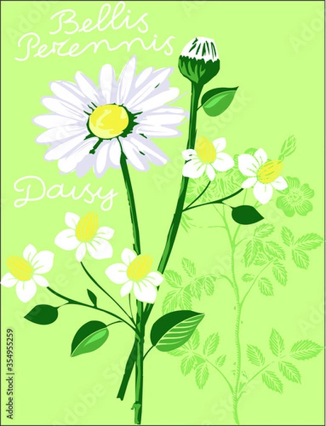 Obraz Blossom flowers daisy on green background design vector character illustration