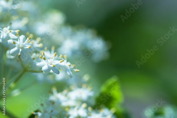 Fototapeta Weiße Blüten