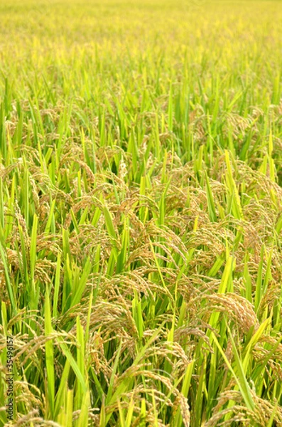 Obraz 田んぼ　一面