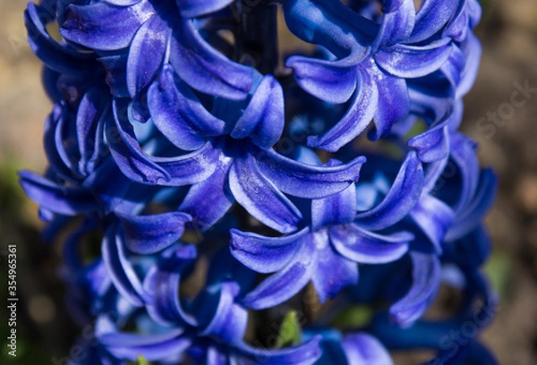 Obraz Bright early flower closeup