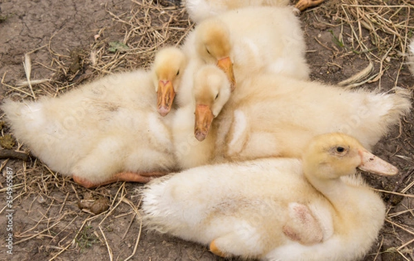 Obraz small goslings in the farm