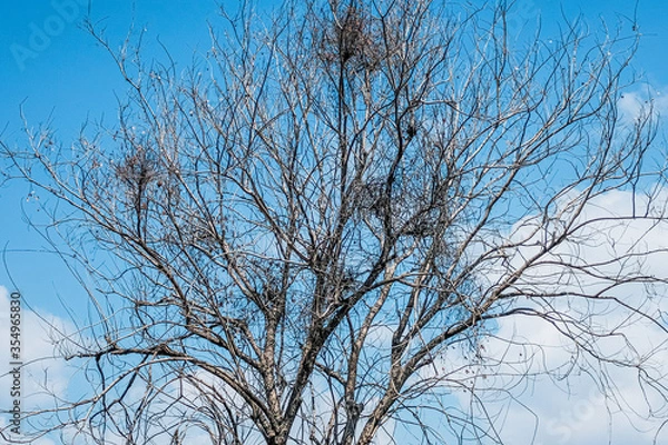 Obraz Dead tree with blue sky background