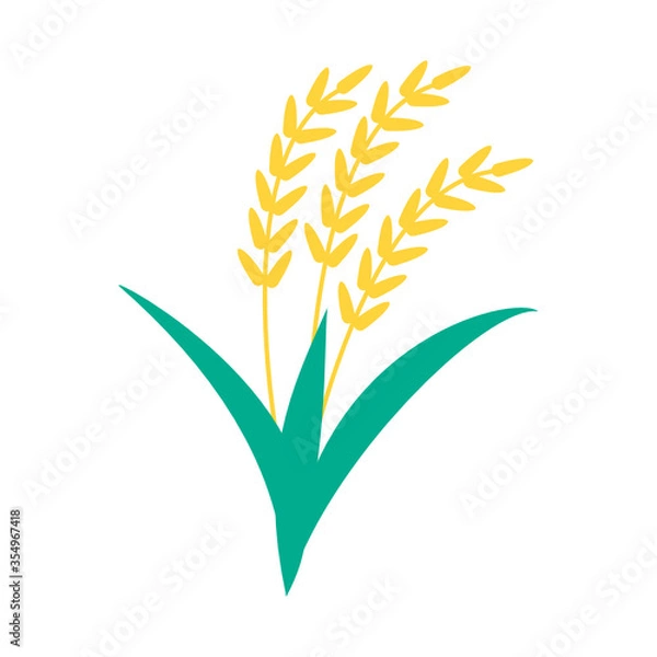 Obraz rice isolated on white background