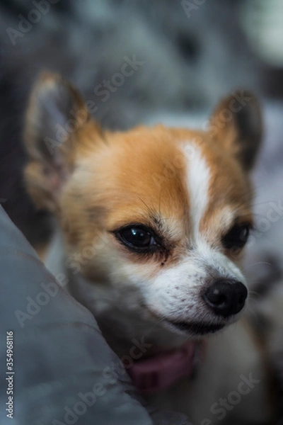 Obraz chihuahua puppy on a sofa