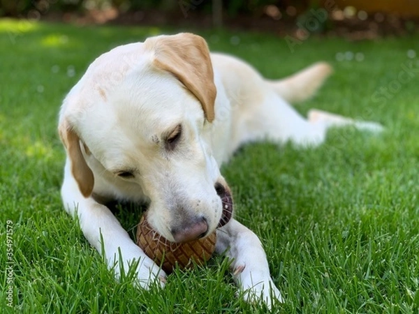 Obraz Young Labrador Retriever lying on grass