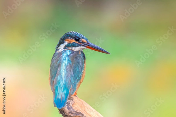 Fototapeta The common kingfisher (Alcedo atthis) also known as the Eurasian kingfisher, and river kingfisher