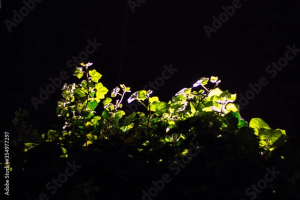 Obraz abstract background with flowers