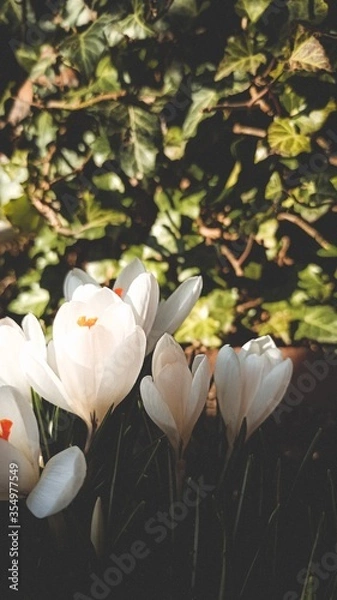 Obraz small white crocus in the garden 