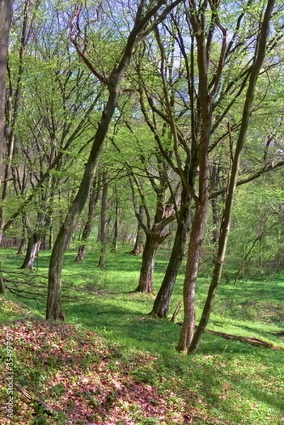 Fototapeta Forest in spring