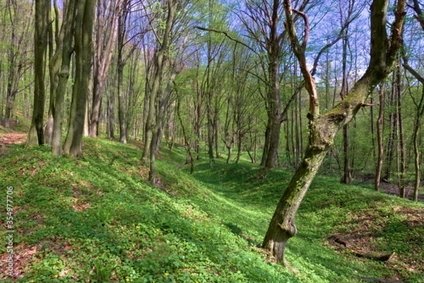 Fototapeta A shallow ravine in a beech wood with green undergrowth