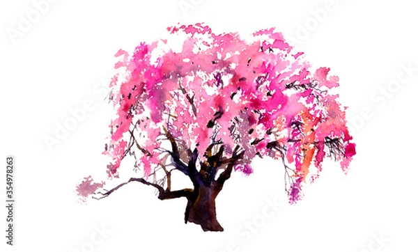 Fototapeta Akwarela sakura kwiat różowy drzewo na białym tle