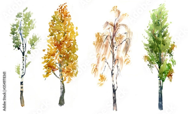 Fototapeta .birch itree n different seasons. watercolour illustration realistic of birch tree isolated on white