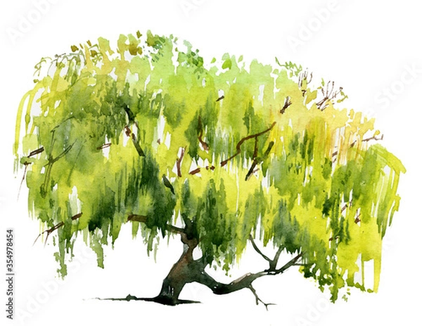 Fototapeta Willow tree light green summer watercolour illustration realistic isolated on white.