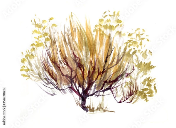 Fototapeta Willow tree watercolour illustration realistic isolated on white.
