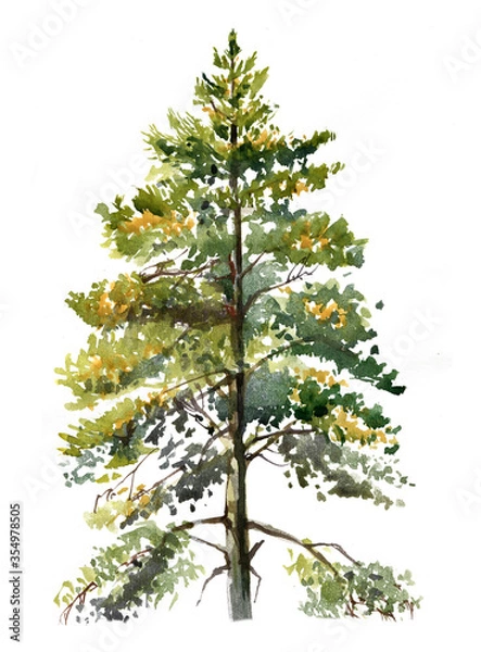 Fototapeta  Conifer tree illustration realistic watercolour on white isolated,Spruce realistic isolated