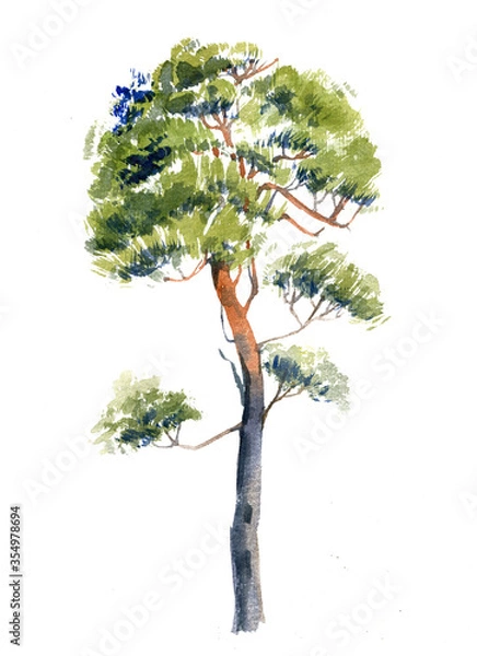 Fototapeta Pine tree illustration realistic watercolour on white isolated