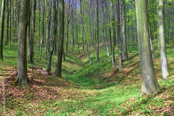 Fototapeta A ravine in a beech forest