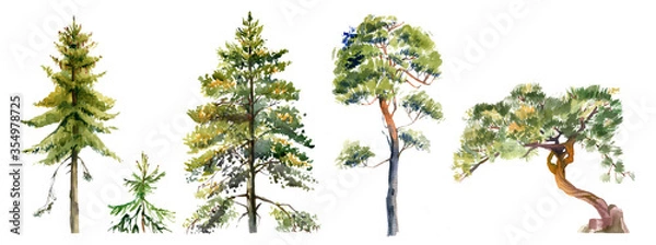 Fototapeta Pine tree illustration realistic watercolour on white isolated..pines, spruces and other conifers