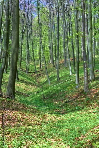 Fototapeta A ravine in a spring beech forest