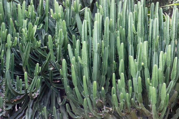 Obraz aloe vera plant