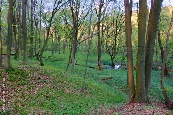Fototapeta trees in a spring forest with a small pool of standing water