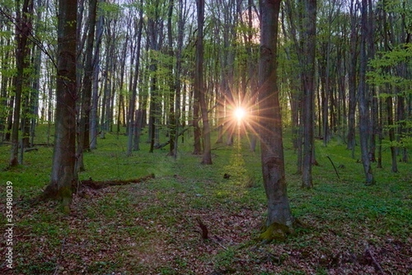 Fototapeta sunset in a beech forest in spring
