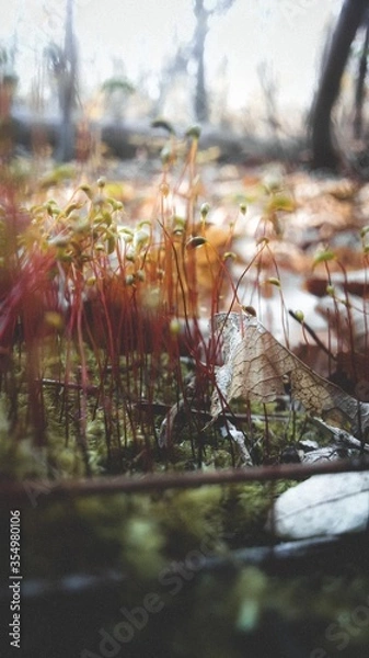 Obraz moss in the autumn forest