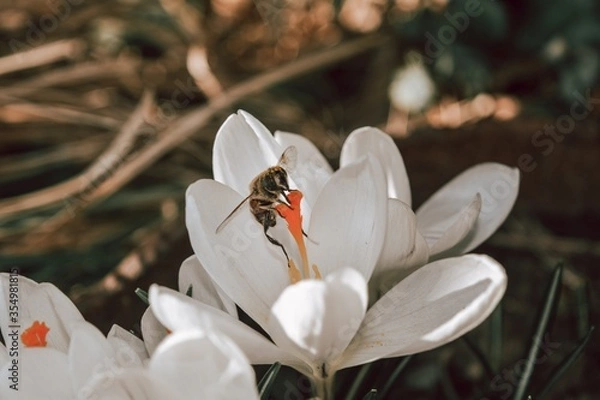 Obraz bee in white crocus flowers