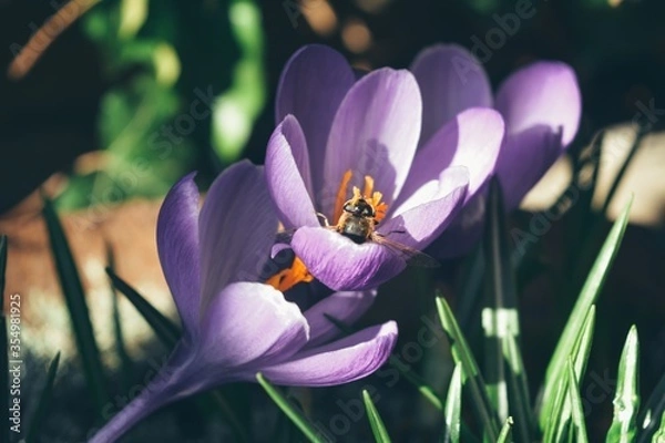 Obraz bee in purple crocus flowers