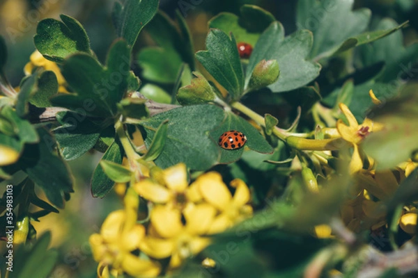 Obraz ladybug on a branch with flowers 