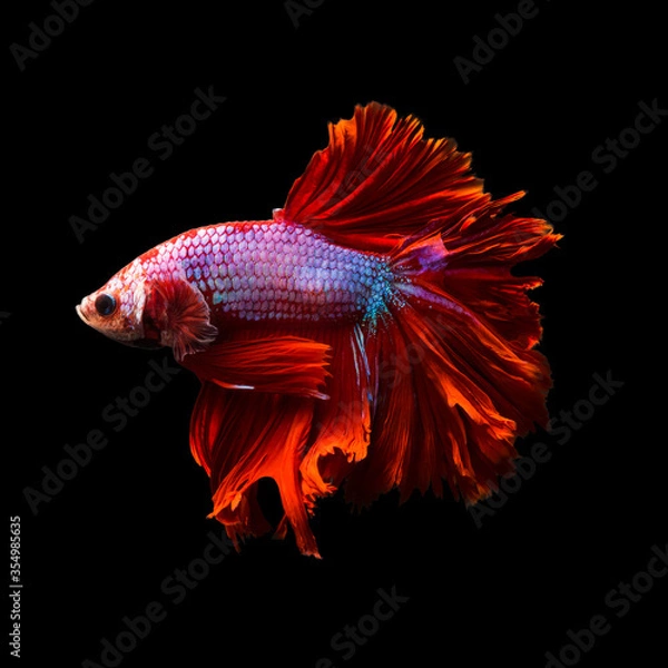 Fototapeta Betta fish, siamese fighting fish, betta splendens (Fullmoon betta )