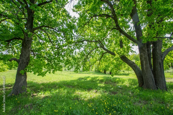 Fototapeta sunny meadow in oak forest