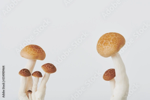 Obraz しめじ　マッシュルーム