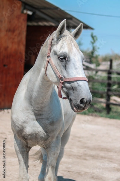 Fototapeta white beautiful horse on the ranch