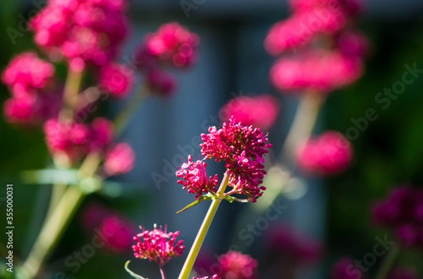 Fototapeta Pink flower