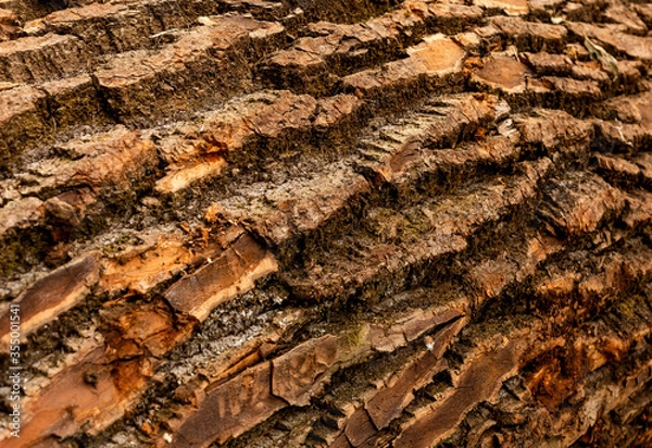 Obraz bark of tree. Natural materials