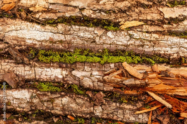 Fototapeta bark of tree. Natural materials