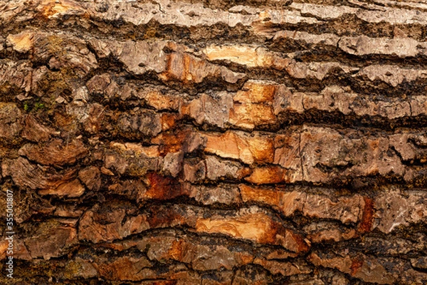 Obraz bark of tree. Natural materials