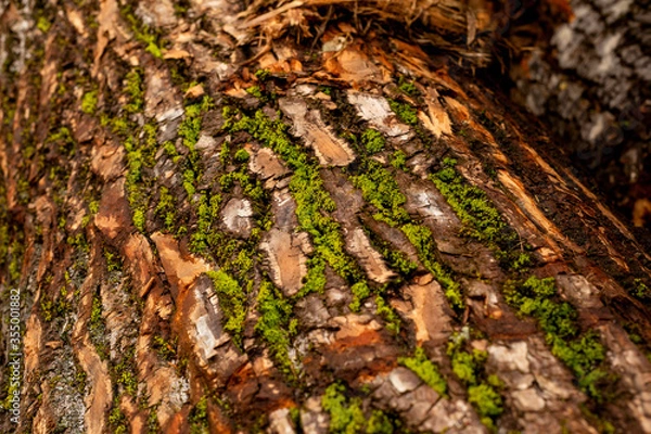 Obraz bark of tree. Natural materials