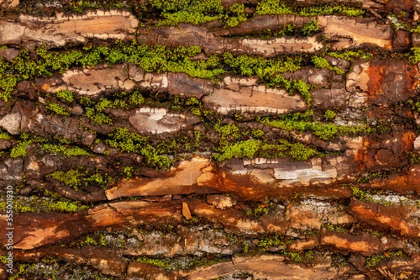 Obraz bark of tree. Natural materials