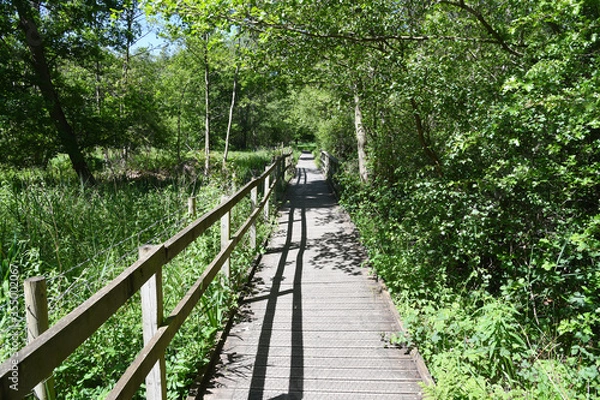 Fototapeta Woodland Walk on wooden footpath at Askham Bog, near York, England, UK