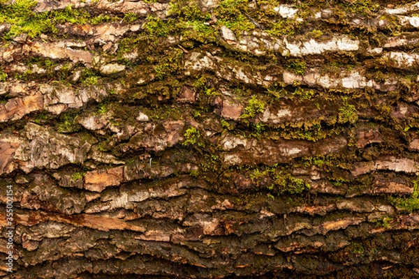 Obraz bark of tree. Natural materials