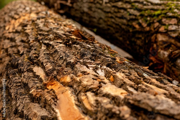 Obraz bark of tree. Natural materials