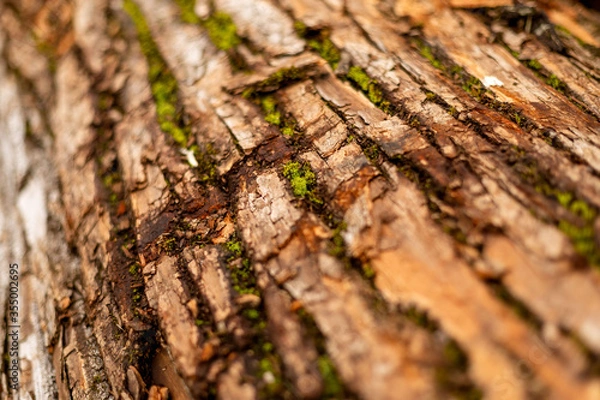 Obraz bark of tree. Natural materials