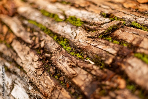 Obraz bark of tree. Natural materials