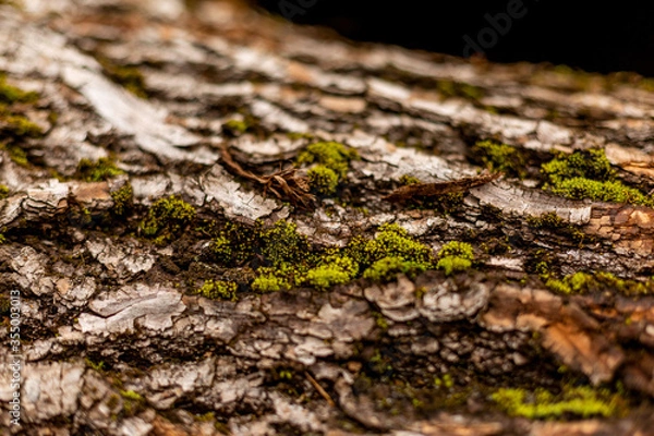 Obraz bark of tree. Natural materials