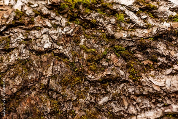 Obraz bark of tree. Natural materials