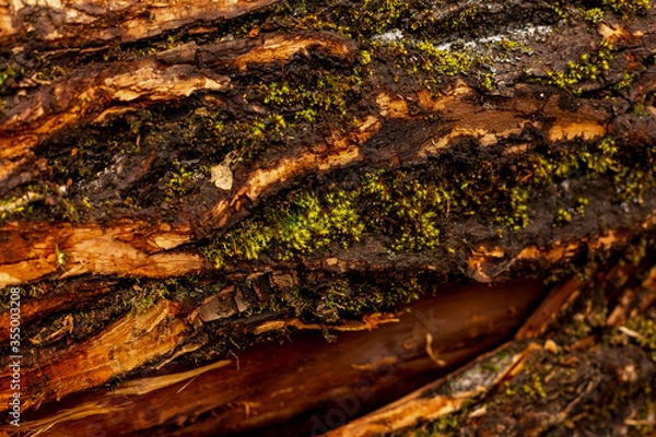 Obraz bark of tree. Natural materials