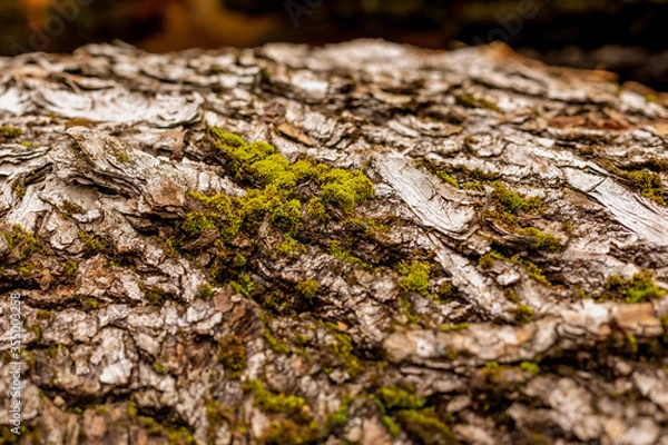 Obraz bark of tree. Natural materials